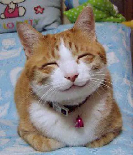 my cat is happy
